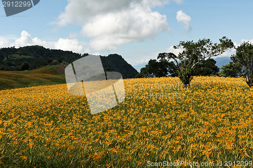 Image of Field of tiger lily