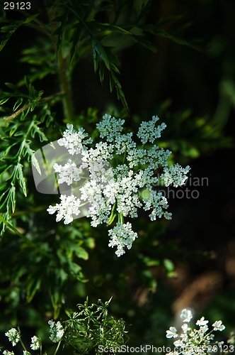 Image of Queen Anne's Lace