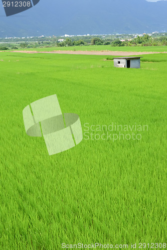 Image of Rice farm in country