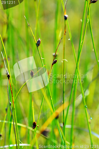 Image of Botanical background