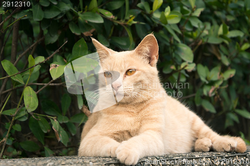 Image of city cat