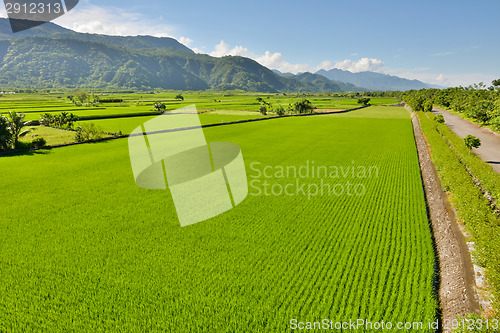 Image of Rice farm in country