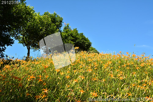 Image of Field of tiger lily