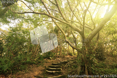 Image of Forest pathway with stairs