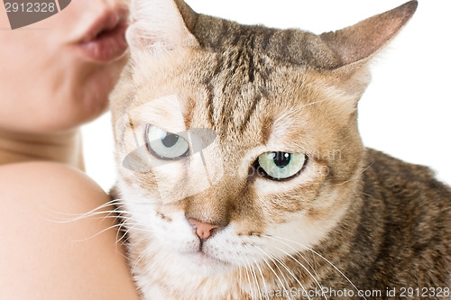Image of Cute tabby cat in the hands of a woman