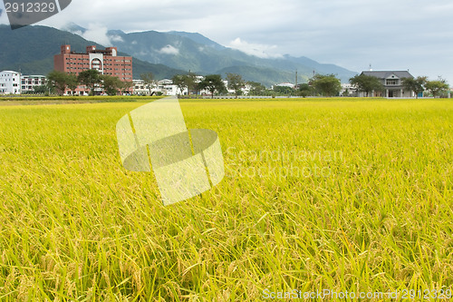 Image of Golden rural scenery