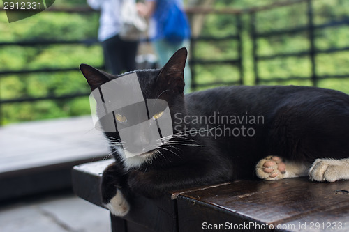 Image of Cat lying on the chair. 