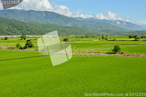 Image of Rice farm in country