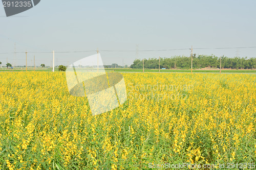Image of Yellow flower fields