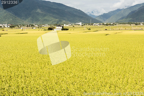 Image of Idyllic rural scenery