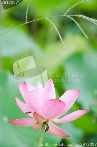 Image of Lotus flower