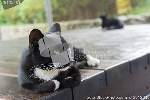 Image of Cat lying on the chair. 