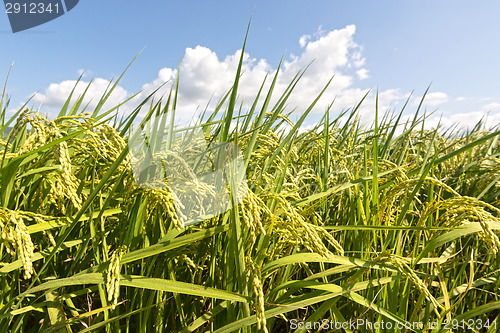 Image of Rural scenery of paddy