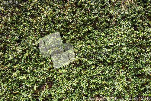 Image of Green wall with ivy background