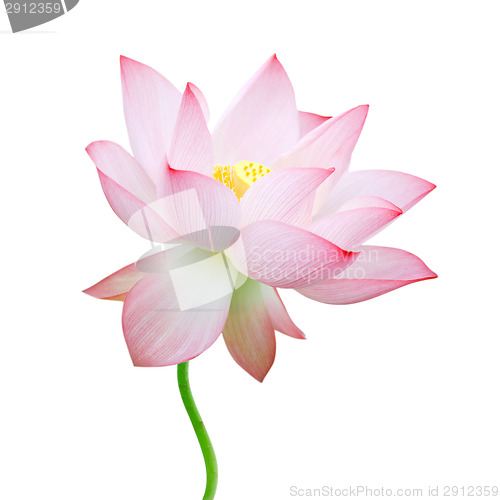 Image of isolated lotus