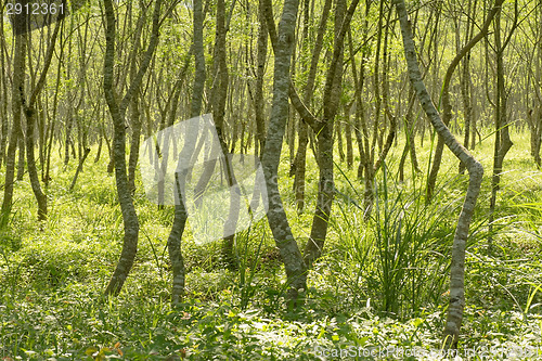 Image of Forest scenery