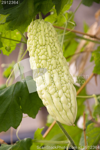 Image of Bitter melon
