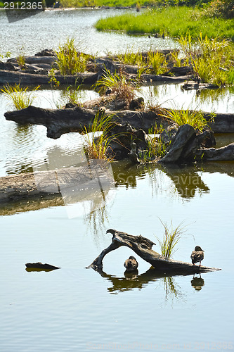 Image of Lake with wood