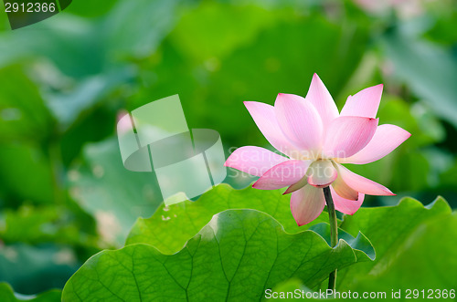 Image of Lotus flower