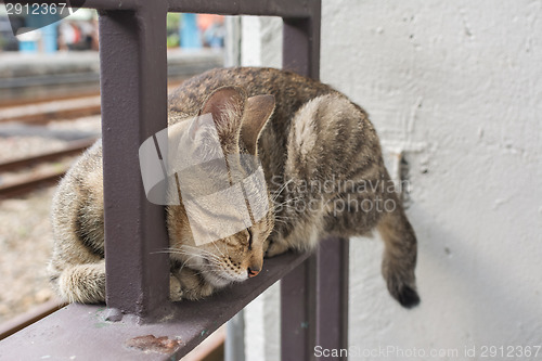 Image of Cat lying to rest.