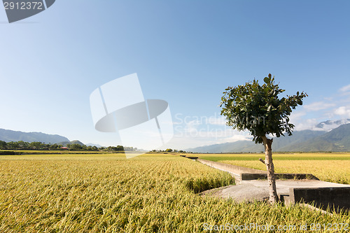 Image of golden paddy rice farm
