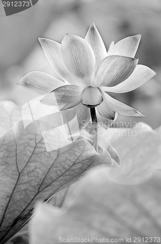 Image of black and white lotus
