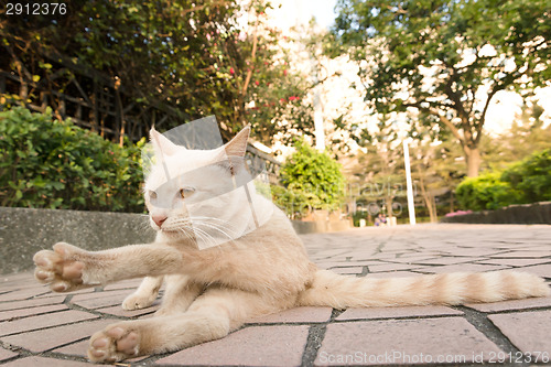 Image of cat in city