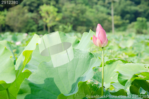 Image of Lotus flower