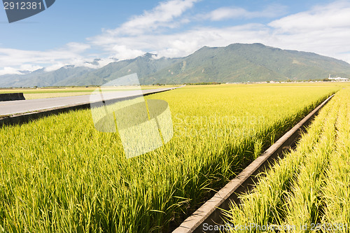 Image of golden paddy rice farm