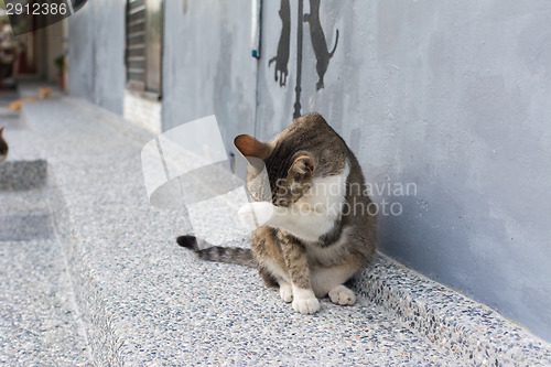 Image of Cat washing itself face.