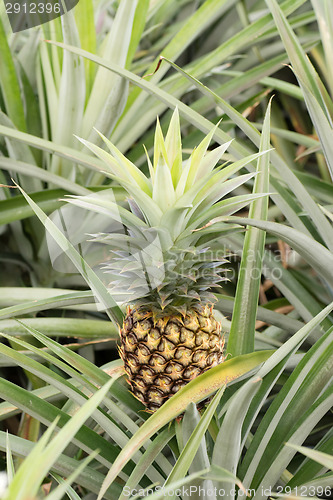 Image of Pineapple farm 