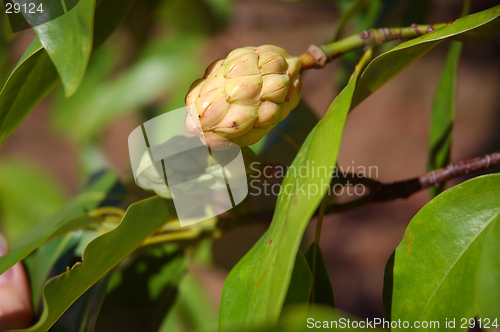 Image of Seed Pod