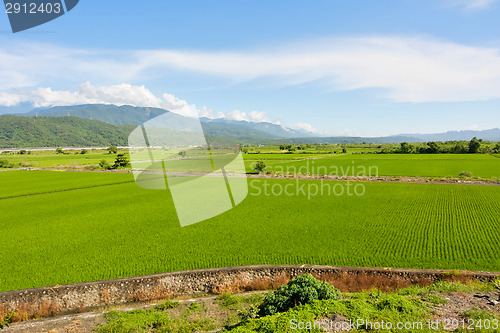 Image of Rice farm in country