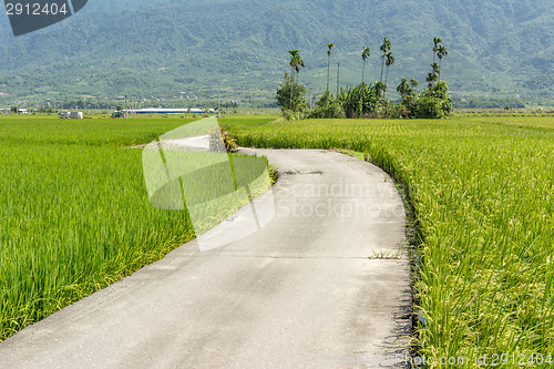 Image of road across the paddy farm