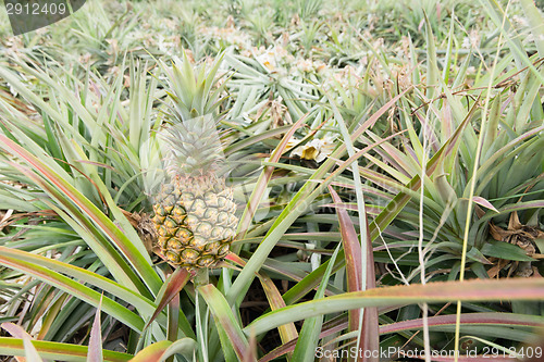 Image of Pineapple farm 