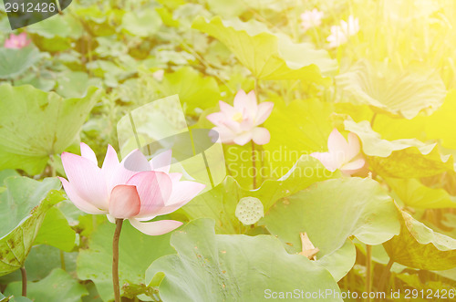 Image of Morning lotus