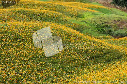 Image of Field of tiger lily