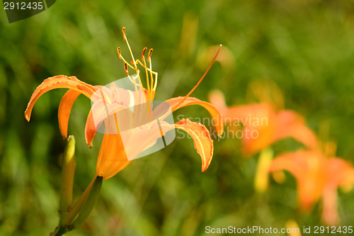 Image of Tiger lily