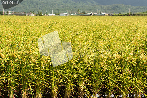 Image of Golden rural scenery