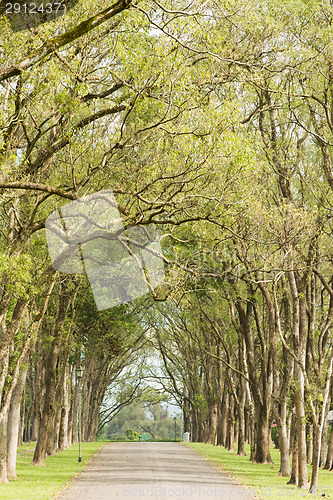 Image of Walkway in Park