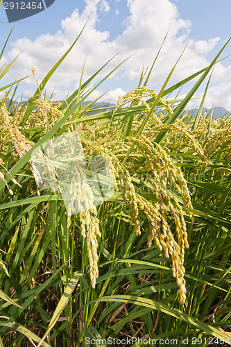 Image of Rural scenery of paddy