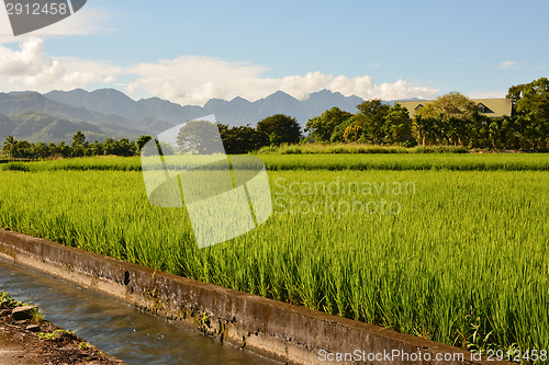 Image of Rice farm in country