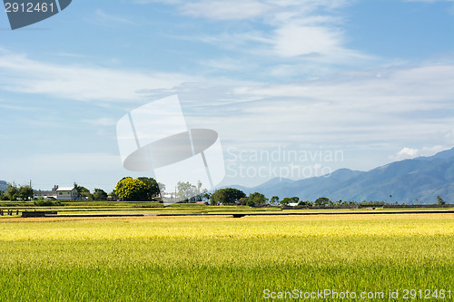 Image of golden paddy rice farm