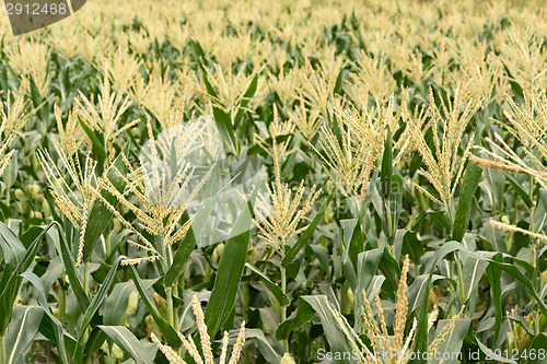 Image of corn maize farm