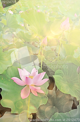 Image of lotus