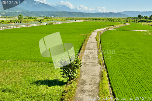 Image of Rice farm in country