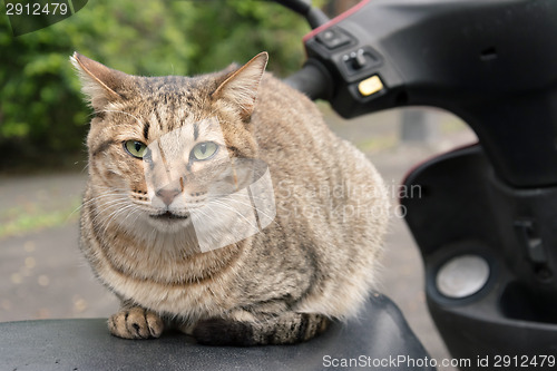 Image of Undomesticated cat