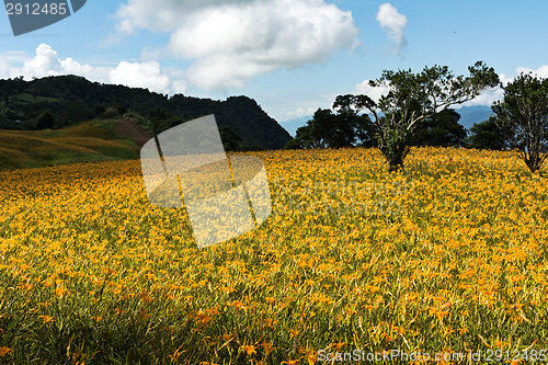 Image of Field of tiger lily