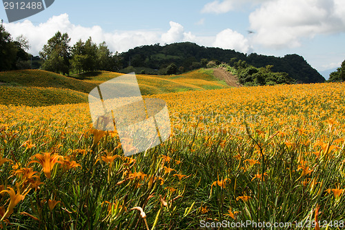 Image of Field of tiger lily