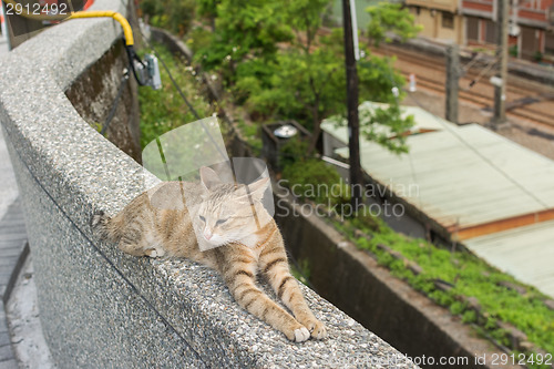 Image of Cat lying on the wall.